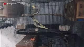 Tips Ternak Burung Parkit Australia di Lahan Yang Sempit