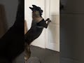 Dog learns how to open doors #detectiondog #dog #molddog