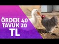 Sezon Açıldı Tavuk Pahalandı! Ankara Tavuk Pazarı