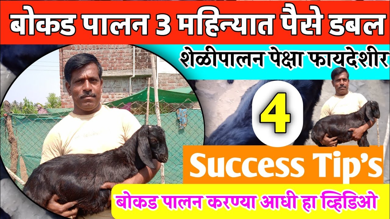 बोकड पालन ३ महिन्यात पैसे डबल | शेळी पालन पेक्षा बोकड पालन फायदेशीर | bokd paln | 4 Success Tip's ||