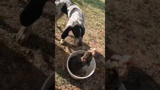 Famous Huge Snapping Turtle Catch Clean Cook! Net Worth