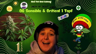 „🔥 Ganja Spezial – 1 Jahr legal + OG Sensible schlüpft doch! | Critical & CBD Update“