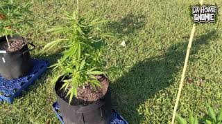 #OkieGrower75 Outside Auto Grow Off