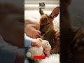 This Baby’s Sleep Buddy Will Melt Your Heart! 👶🦌💤#wildlife #animals  #chicken #viral #funnyshorts