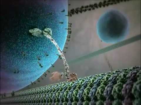 Kinesin protein walking on microtubule