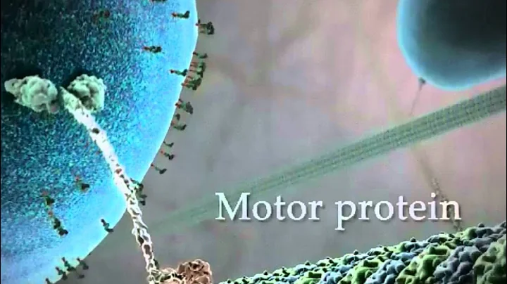 Kinesin protein walking on microtubule