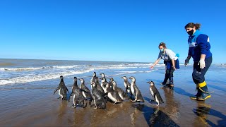 14 pingüinos magallánicos rescatados regresaron al mar para retomar su viaje migratorio