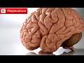 Необычные факты о нашем теле - Мозг