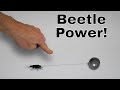 How Much Weight Can the World's Strongest Insect Pull? I Roped a Beetle!