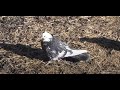 Рацион голубей в период линьки