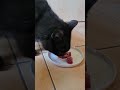 Meine Katzen bekommen rohes Fleisch