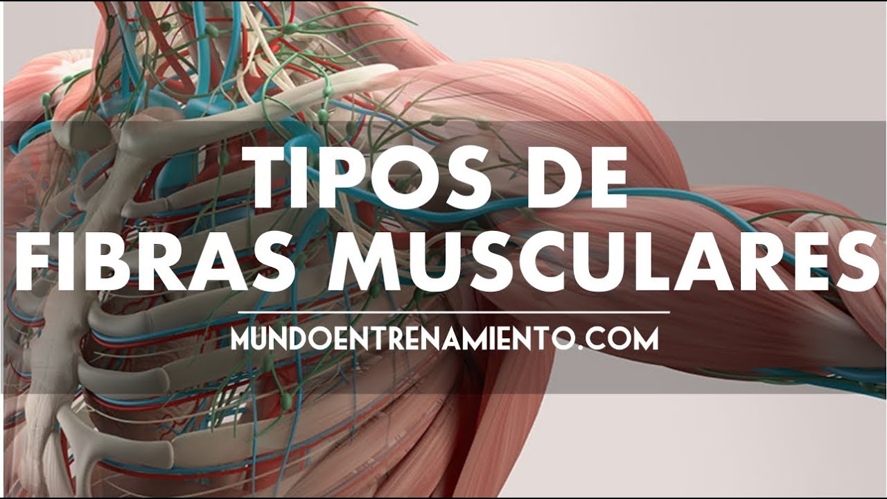 ▷ 3 Tipos de fibras musculares | Mundo Entrenamiento ?