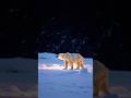 Polar dance #dancing #polarbear #ai #funny #creative #ytshorts #winter #christmas