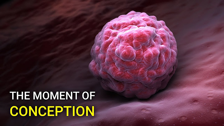Watch the moment the egg is fertilized