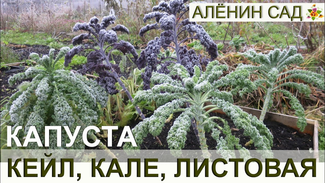 Капуста КЕЙЛ // Листовая капуста, русская капуста, капуста кале / Всё о выращивании капусты кейл