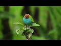 Suara Air Dan Suara Burung Liar Di Alam Untuk Relaksasi Mp3 - Mp4 Download