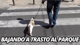 Gato paseando con correa: &#39;Trasto va al parque&#39; Edition