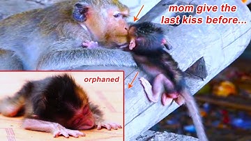 Poor Newborn Monkey Left Alone Baby Monkey’s Struggle After No Mom, No Milk, But A Second Chance
