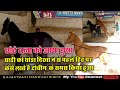 Marwari Horse ll किया हुआ जब छोटे राजा को लेके गये घोडी के पास तो किया हुआ दैखिये