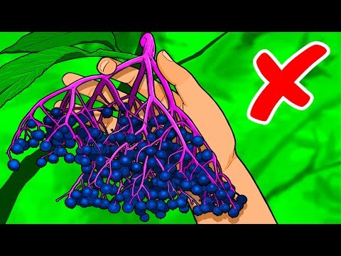 Video: Große Kerne Von Scabiosa-Blütenständen