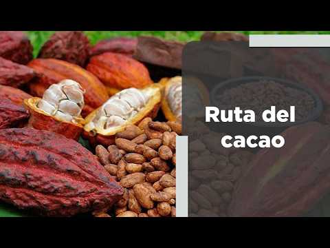 Discover how the Cacao Route in El Guapo unites with tradition to create sweet jewels