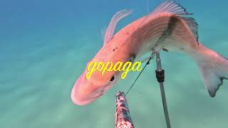 видео: Подводная охота 31 октября в средиземном море 2022!Spearfishing October 31 in the Mediterranean Sea! картинка: Подводная охота 31 октября в средиземном море 2022!Spearfishing October 31 in the Mediterranean Sea!