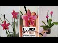 Phal. Liodoro peloric (бабочка Лиодоро фаленопсис орхидея мутант)