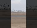 Fast flight of a racing pigeon  part 3 pigeon pigeonracing racingpigeon