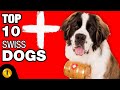 TOP 10 AMAZING SWISS DOG BREEDS