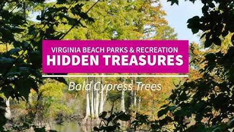 Hidden Treasures: Bald Cypress Trees
