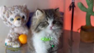 Semi punch kittens for selling by CATSBAE 402 views 2 months ago 6 minutes, 46 seconds