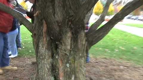 How to ID Metasequoia glyptostroboides