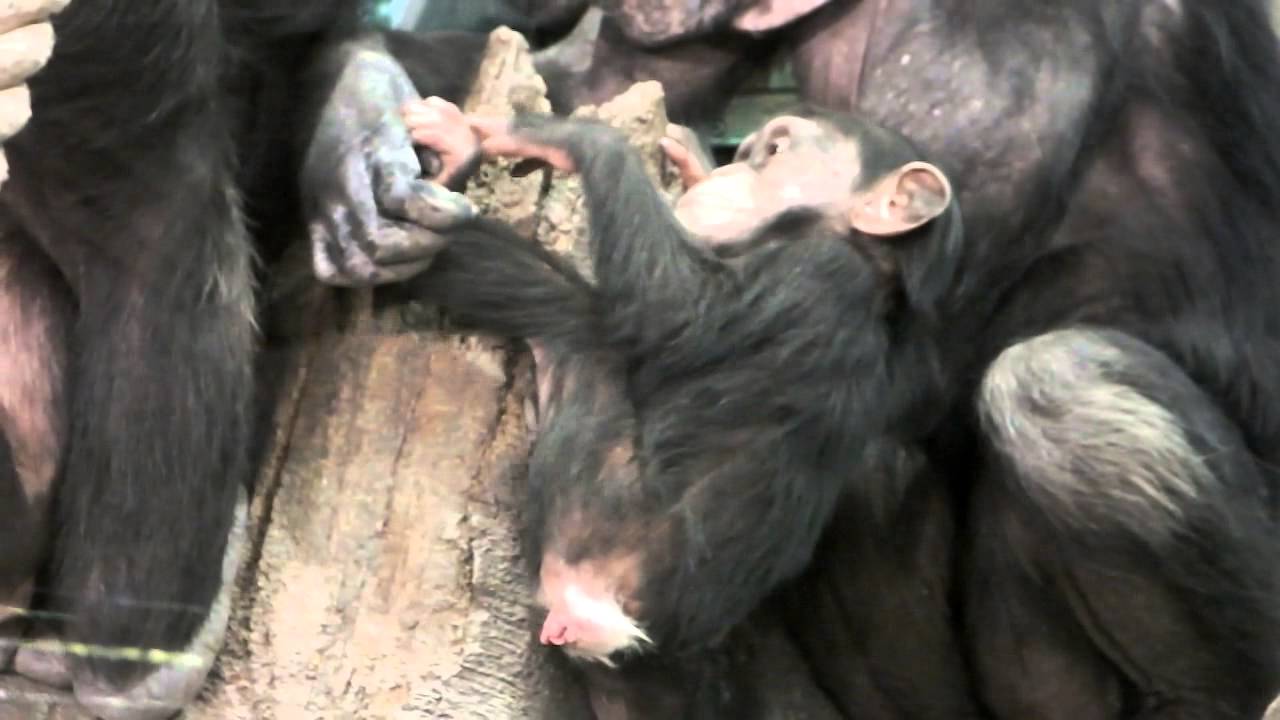 Lick The Mom S Finger Baby Chimpanzee 母親の指をなめるチンパンジーの赤ちゃん Youtube Lick The Mom S Finger Baby Chimpanzee 母親の指をなめるチンパンジーの赤ちゃん Youtube