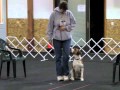 Harrier Vinny's Beginner Novice Obedience Training の動画、YouTube動画。