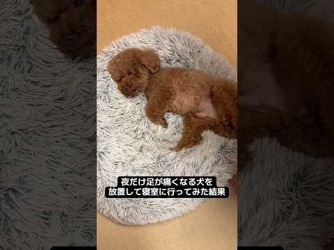 仮病で足が痛くなる犬 #トイプードル