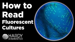 Candida + auris | How to Read Fluorescent Cultures | By Hardy Diagnostics