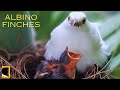 FULL VEDIO | OF A RARE FISH NESTING IN A BANANA