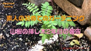 素人の初めてのガーデニング山椒挿し木2年目報告 ~I Glowing Japanese Pepper 2Years History~