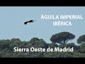 Águila Imperial Ibérica en la Sierra Oeste de Madrid