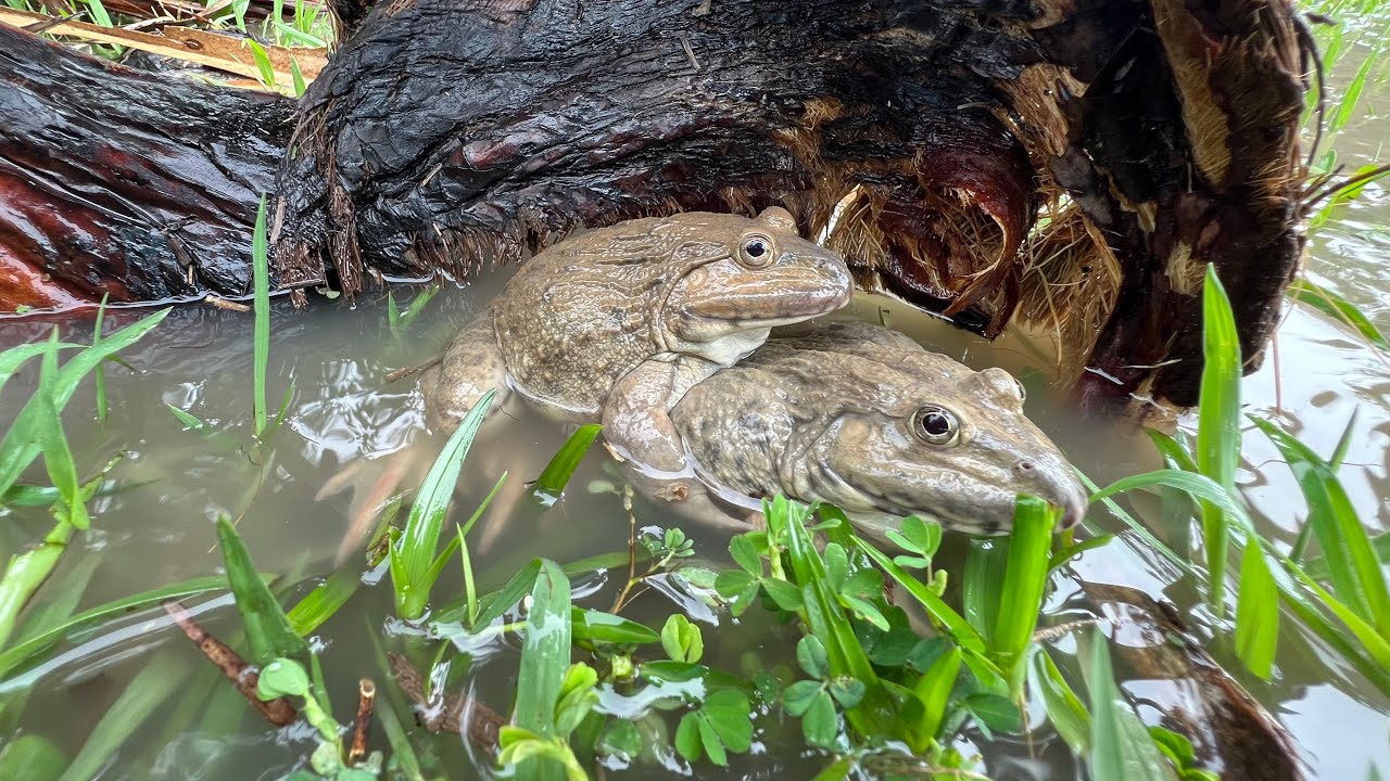 Catching Many Frog After Rain - YouTube