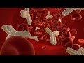 Human Physiology Humoral Immunity
