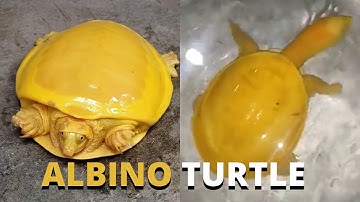 Rare Yellow Albino Indian flapshell Turtle