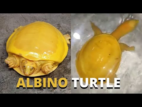 Rare Yellow Albino Indian flapshell Turtle