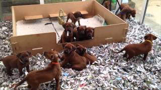 Rhodesian ridgeback Puppies at 6 weeks old