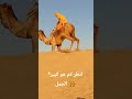 *انظر كم هو كبير الجمل 🐪🐪🐫🐫