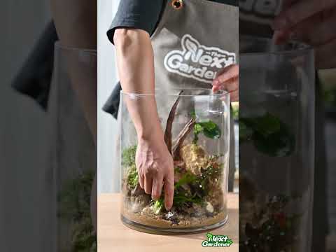 Can You Grow Succulents In Aquarium Gravel