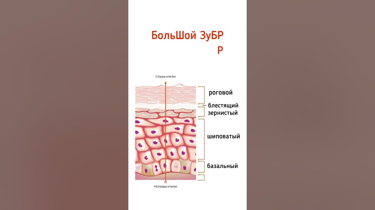 Слои эпидермиса - YouTube