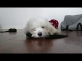 Coton de Tulear puppy diary - Week 8. Favourite things の動画、YouTube動画。