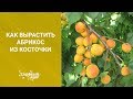 Как вырастить абрикос из косточки