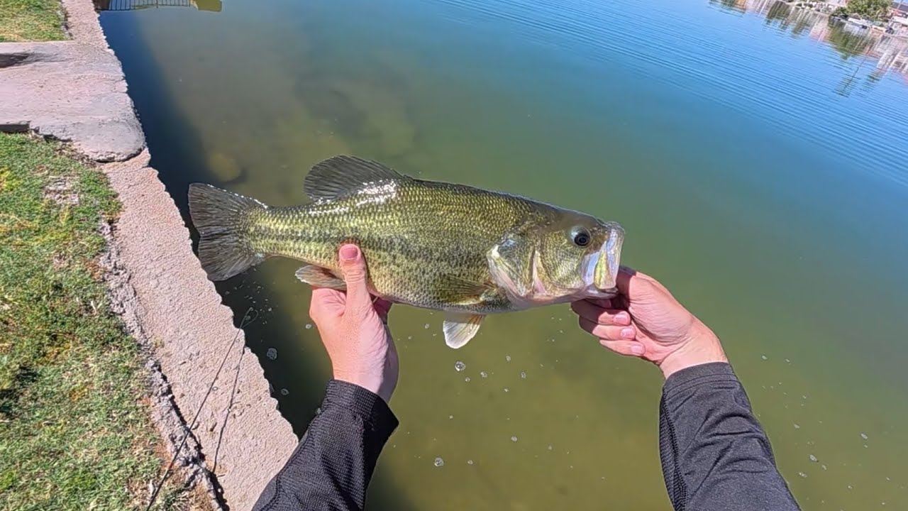 This Bass Put Up an EPIC Fight! | Bass Fishing In AZ